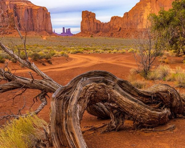 Utah-Monument Valley Landscape and dead tree